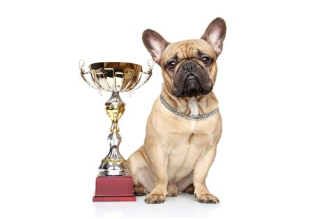 He says it is helpful and educational. Toronto's Top Dog - Who Will Be Crowned This Years Top Dog ...