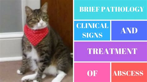 Brief Pathology Clinical Signs And Treatment Of Abscess In Cats Youtube