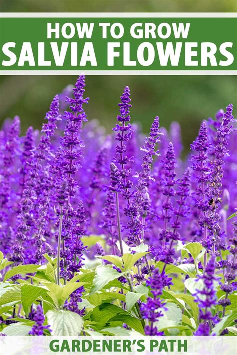 How To Grow And Care For Salvia Flowers Make House Cool