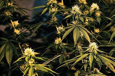 Want to know how to kill spider mites affecting your outdoor and indoor plants? No More Spider Mites! - Treating Yourself