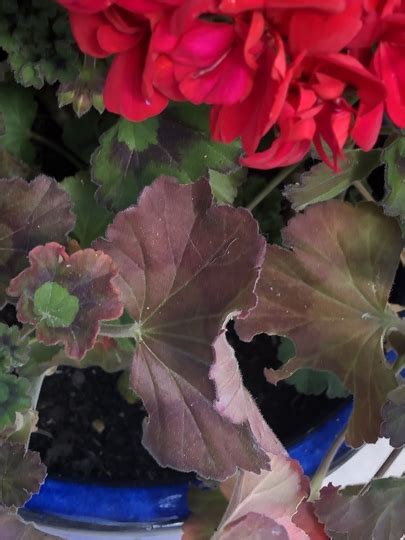 Why Have My Geranium Leaves Gone Red Grows On You