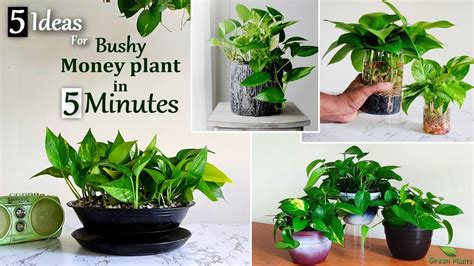 5 Easy Ideas To Grow Bushy Money Plant In 5minutes Money Plant Indoor