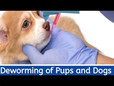 It is also time to give the puppy the first dewormer to eliminate intestinal parasites such as roundworm or hookworm. Deworming Schedule of Pups and Dogs 🐕 - YouTube