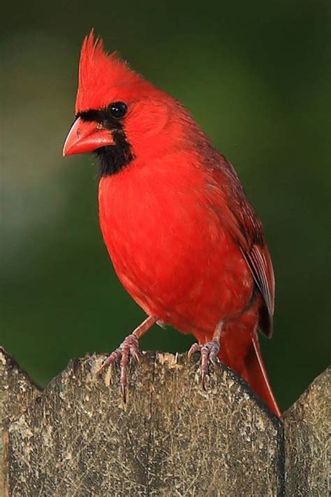 In Memory Of A Sweet Friend Who Loved The Beauty Of Cardinals Cardinal