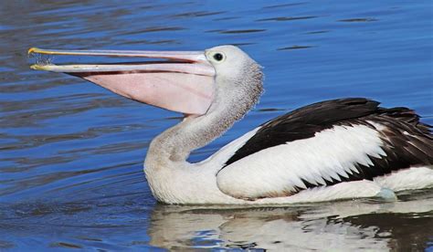 1000 Free Pelicans And Pelican Images Pixabay