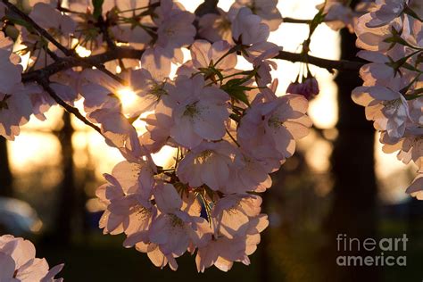 Cherry Blossoms At Sunset Photograph By Texjames Photography Pixels