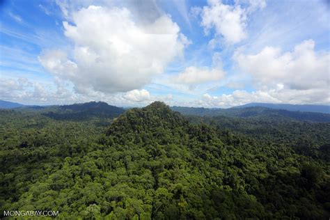 Borneo Rainforest Sabahaerial1799