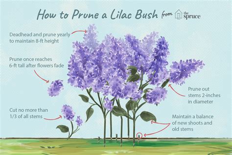 How To Prune Lilac Bushes