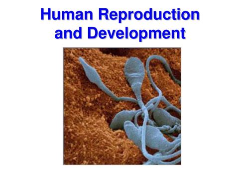 Ppt Human Reproduction And Development Powerpoint Presentation Free
