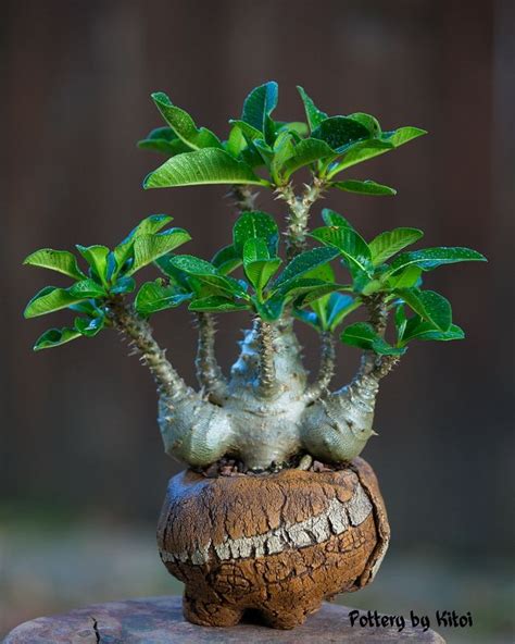 This means that the soil will dry out faster, especially if you keep your cactus in a ceramic pot outdoors, and in hot weather. 364 best Succulents images on Pinterest