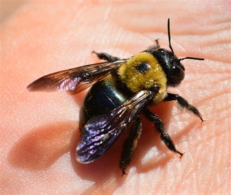 The End Of Bee's OnlyFans?