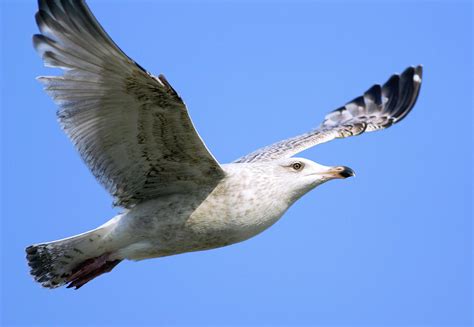 Juvenile Herring Gull Photograph By John Devriesscience Photo Library