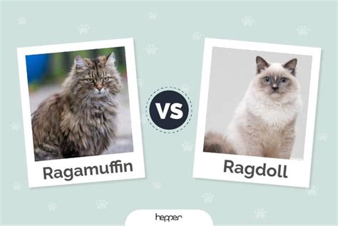 Ragamuffin Vs Ragdoll Cats The Differences With Pictures Hepper