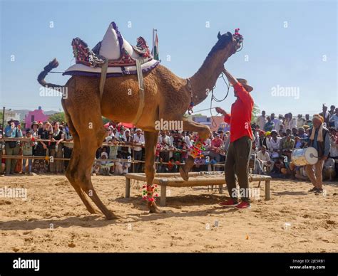Pushkar Rajasthan India November 5 2019 Camel Dance Competition