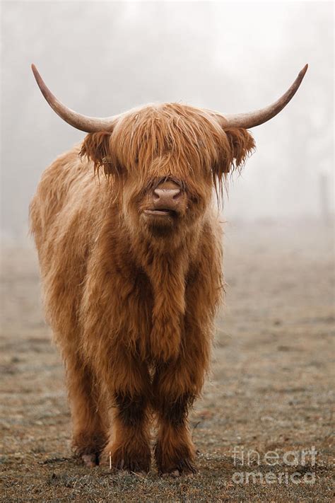 √ Scotland Highland Cow Photography Alumn Photograph