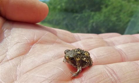 Boy from willy wonka and the chocolate factory. Real Monstrosities: Bushveld Rain Frog