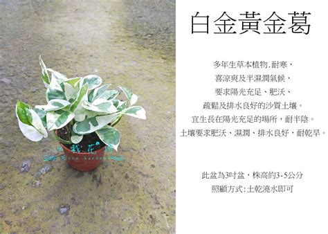 Mar 25, 2021 · 浴廁屬陰，是陰性磁場很強的地方，因此適合放黃金葛、長春藤等陰生植物，而屬陽的植物，如：向日葵、水仙等，則不能放在浴廁中。此外，浴廁內最好以 明亮顏色為主色，忌用黑色。 你是否覺得總是存不到錢呢？ 心栽花坊-白金葛/白金黃金葛/3吋/綠化植物/室內植物/觀葉植物/售價50特價40 | Yahoo奇摩拍賣