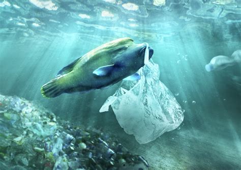 California Becomes The 1st State To Ban The Use Of Plastic Bags For