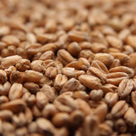 Specialty Malts And Unmalted Grains