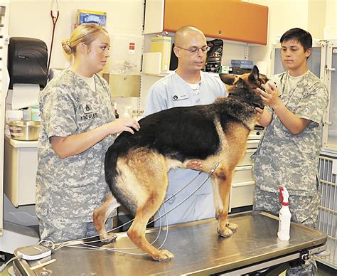 Animal Care Specialists Learn Critical Skills In Support Of Veterinary