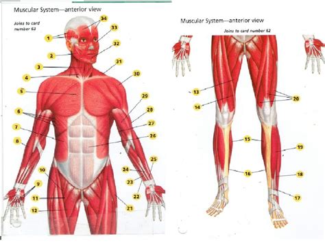 Diagram Muscular System Anterior View Aflam Neeeak