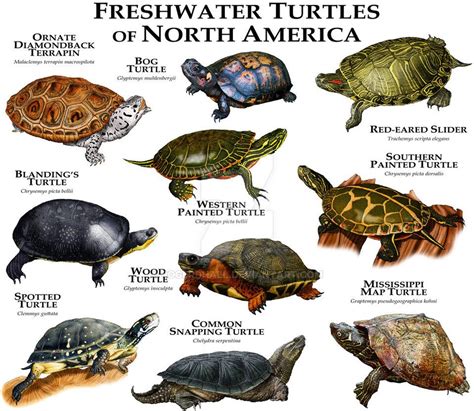 Freshwater Turtles Of North America By Rogerdhall On Deviantart Map