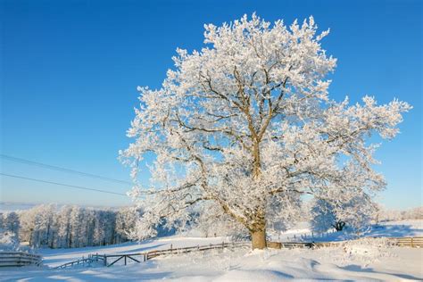 Oak Tree In Winter Stock Photo Image Of Frosty Branch 78781362