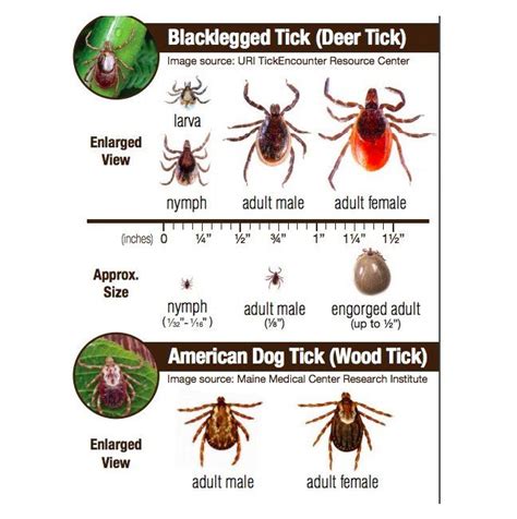 Blacklegged Tick Deer Tick American Dog Tick Wood Tick