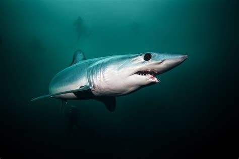 5 Incredible Ways Shark And Ray Eyes Create Super Sensitive Vision Oceana