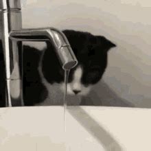 Cat Drink GIF Cat Drink Bathe Discover Share GIFs