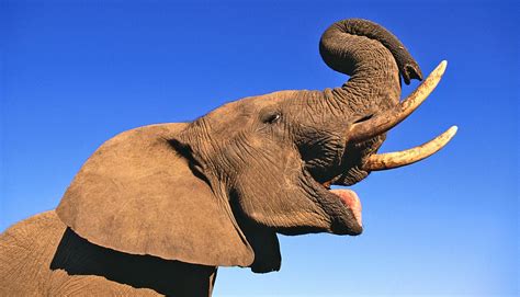 Great Facts African Elephants Use Smell To Communicate