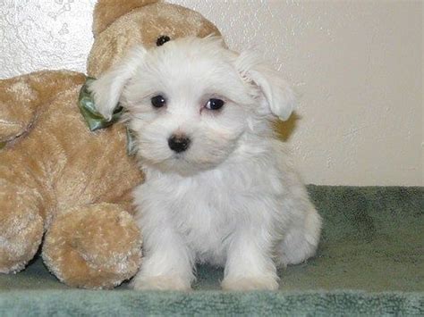 Expect to pay less for a puppy without papers. Gorgeous Maltese Puppies For Adoption FOR SALE ADOPTION ...