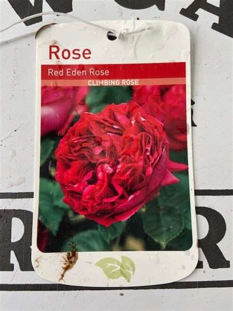 Red Eden Climbing Rose Bare Root Newgate Direct