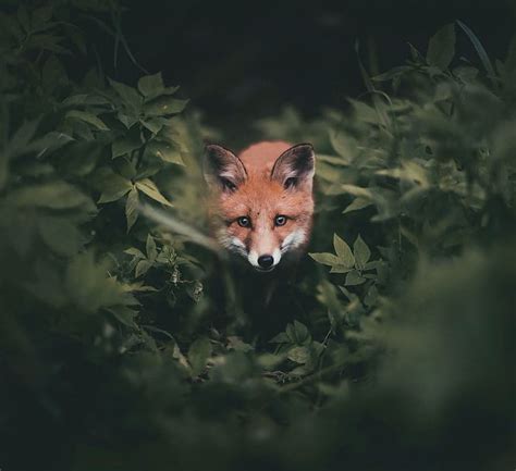 Photographer Captures The Soul Of The Forest With Stunning Animal Portraits