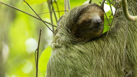Brown Throated Three Toed Sloth Birdforum