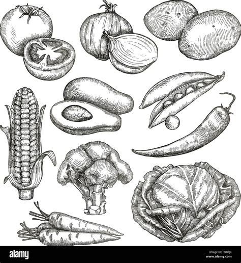 Download This Stock Vector Vegetables Sketches Hand Drawing Vector