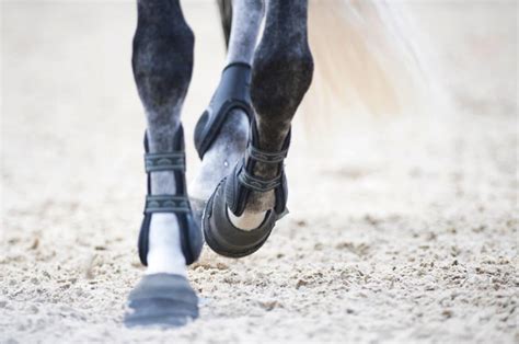 Cellulitis Its Causes And Treatment Equestrian Hub