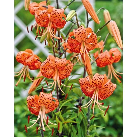 Garden State Bulb 4 Pack Tiger Lily Bulbs Lw00528 At