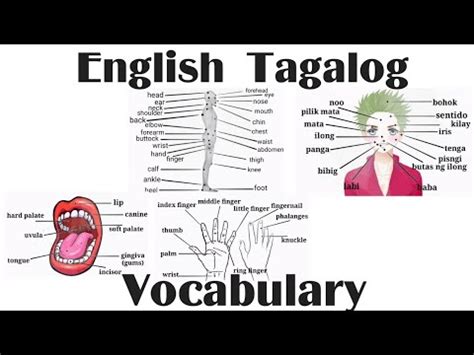 Types Of Human Body Parts With Vocabulary English Tagalog Words