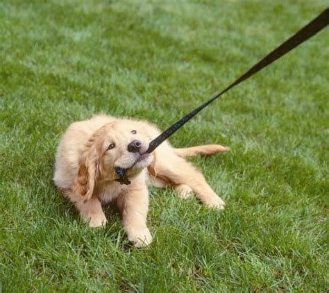 3 Easy Steps To Stopping Your Puppy Biting The Lead On Your Walk