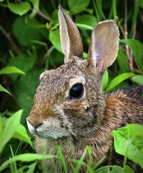 Portrait Of A Rabbit Photograph By Gary Detonnancourt Fine Art America