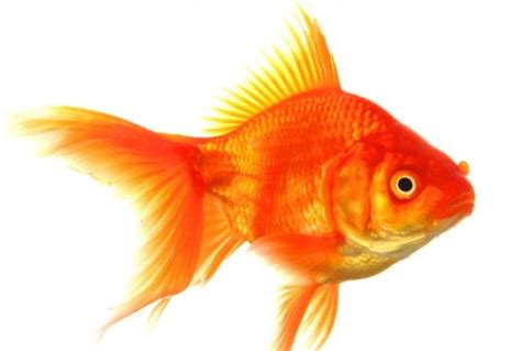 Invasive Giant Goldfish Found In Lake Tahoe If You Want Out Of The