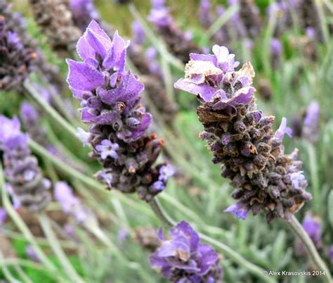 Aggregata Plants And Gardens French Lavender Is A Great Choice For An
