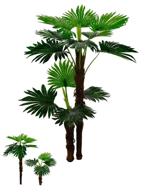 Palmeira leque enfeita os jardins do parque zoobotânico do museu goeldi em belém. Árvore Palmeira Leque Real Toque artificial X12 Verde 1,4m ...