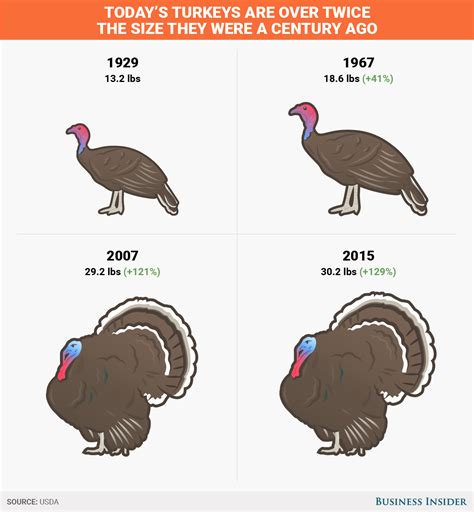 Maybe you would like to learn more about one of these? Turkeys have grown to double their size - Business Insider