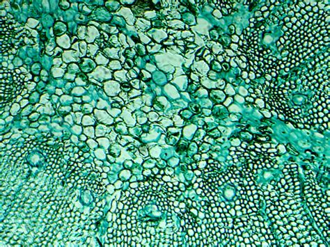 Cells The Generalist Things Under A Microscope Microscopic