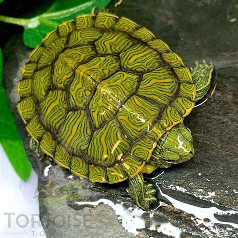 Get an email alert for new. Red Eared Slider Turtle for sale online baby red ear ...