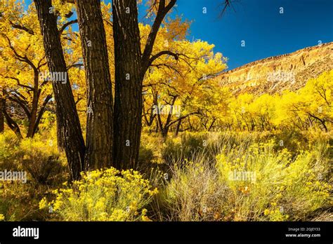 Usa New Mexico Jemez River Valley Cottonwood Trees And Blooming