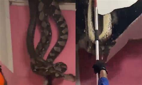 Video Giant Python Falls Through The Roof Of A House In Malaysia
