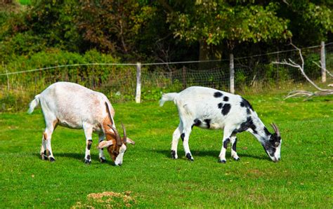 15 Fascinating Facts About Goats